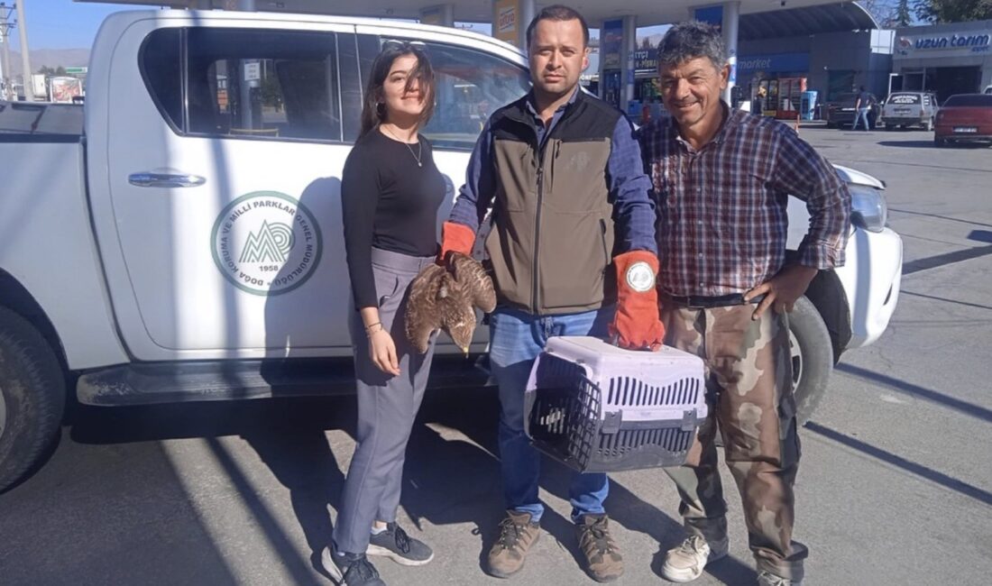 Afyonkarahisar’da yaralı halde bulunan kızıl şahin ve çakal koruma altına