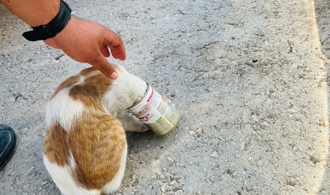 Hatay’da kafasını konserve kutusuna sıkıştıran kedinin yardımına itfaiye ekipleri yetişti.