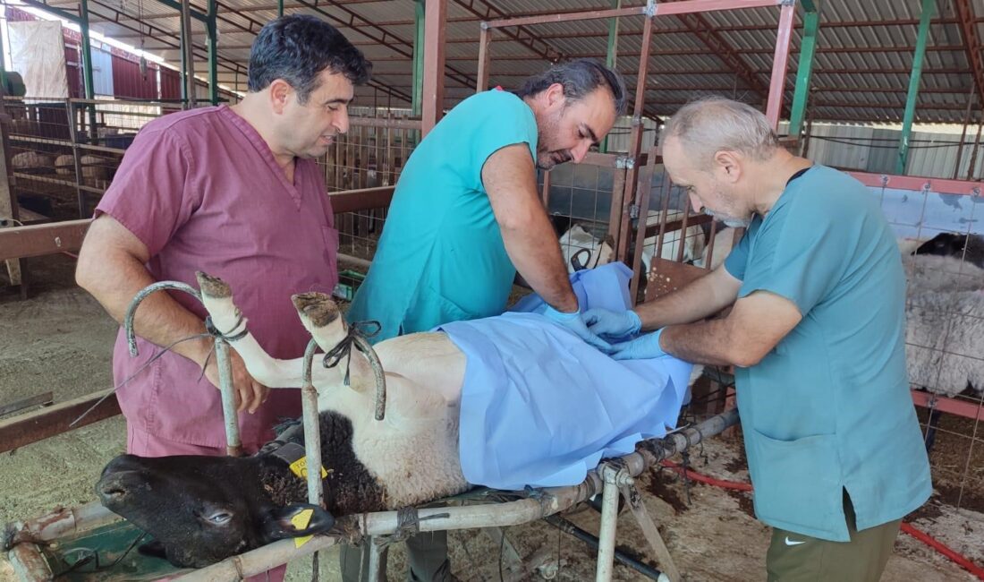 Denizli’de ilk kez dişi bir koyundan başka bir dişi koyunun