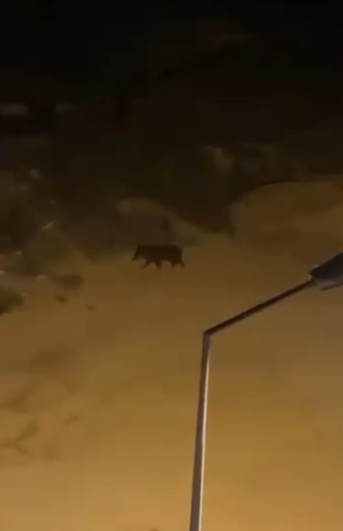 Antalya'da, sürü halinde dolaşan domuzlar mahalle sakinlerini tedirgin etti.