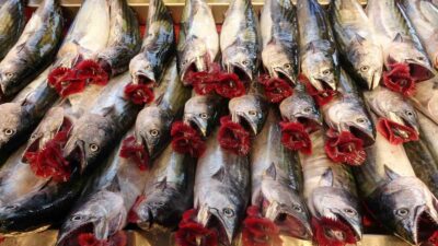 Türkiye’de 1 Eylül’de başlayan balık av sezonu ile birlikte palamut