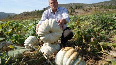 Bilecik’te 25 yıl önce deneme amaçlı ekilen kestane kabağı şimdi