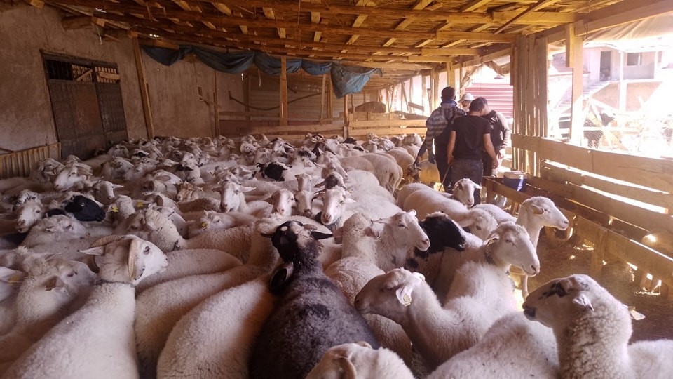 Afyonkarahisar Tarım ve Orman İl Müdürlüğü ekipleri küçükbaş hayvan işletmelerine