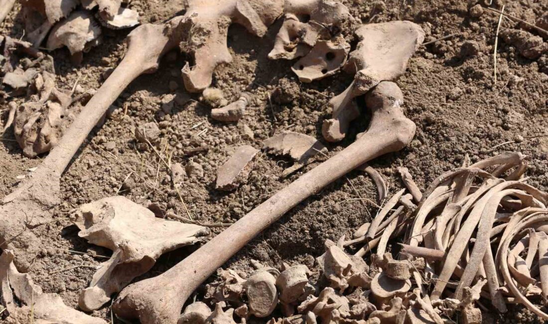 ERMENİSTAN İŞGALİNDEN KURTARILAN AZERBAYCAN TOPRAKLARINDA YENİ TOPLU MEZARLAR BULUNDU