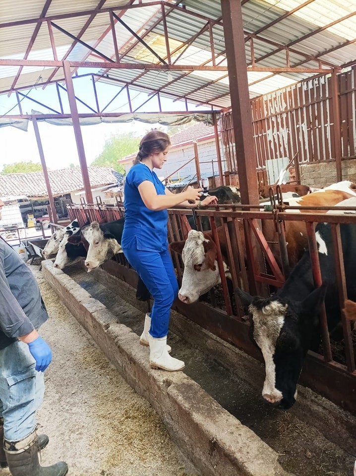 AFYONKARAHİSAR’IN EVCİLER İLÇESİNDE BÜYÜKBAŞ HAYVANLARDA GÖRÜLEN ŞAP HASTALIĞINA KARŞI BAŞLATILAN