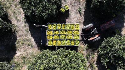 Antalya'da bu yıl hava koşulları nedeniyle erken hasat edilmeye başlanan
