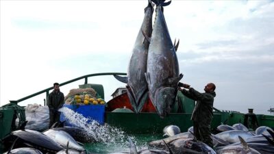 Akdeniz'de avlanan orkinosları Ege Denizi'ndeki çiftliklerde yaklaşık 7 ay besleyerek