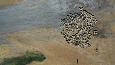 
Tarım ve Orman Bakanlığı, gelecek yıl yetiştiricilere sağlayacağı 27 milyar