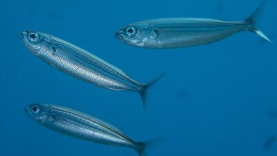 Tarım ve Orman Bakanlığı Su Ürünleri Tescil Komitesi, balık türleri