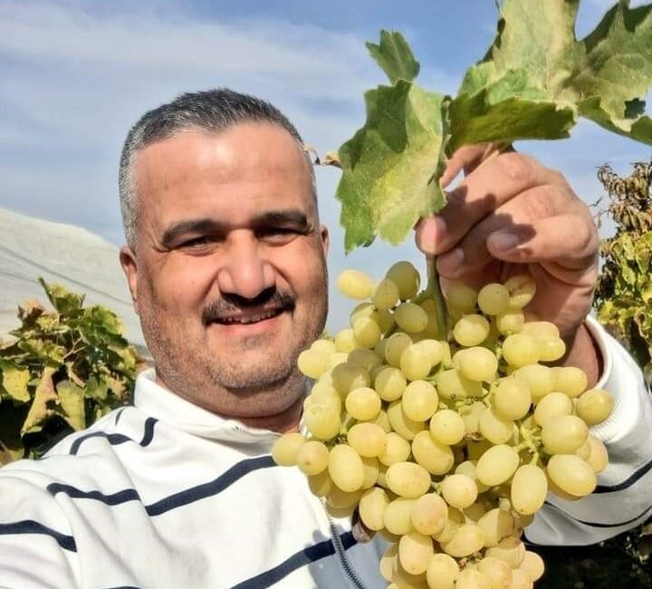 Bağdaki üzüm daha çok kazandırıyor Manisa’nın Sarıgöl ilçesinde örtü altında bekletilen ve ilk günkü tazeliğini