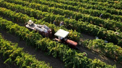 Manisa’nın dünyaca ünlü sultani çekirdeksiz kuru üzümünde 2024 yılı rekoltesinde