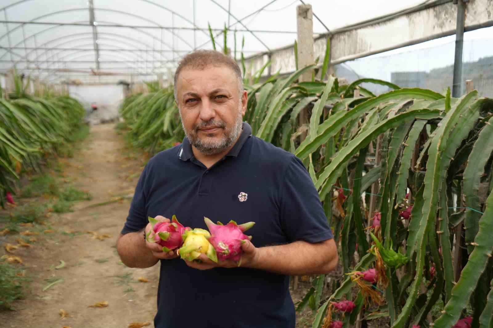 Bilecik’te 210 metrekare serada yılda 5 kez ejder meyvesi hasadı