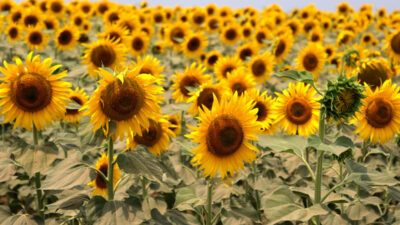 Yağlık ayçiçeği tohumunda ithalat rejimi kapsamında yüzde 27 olarak uygulanan