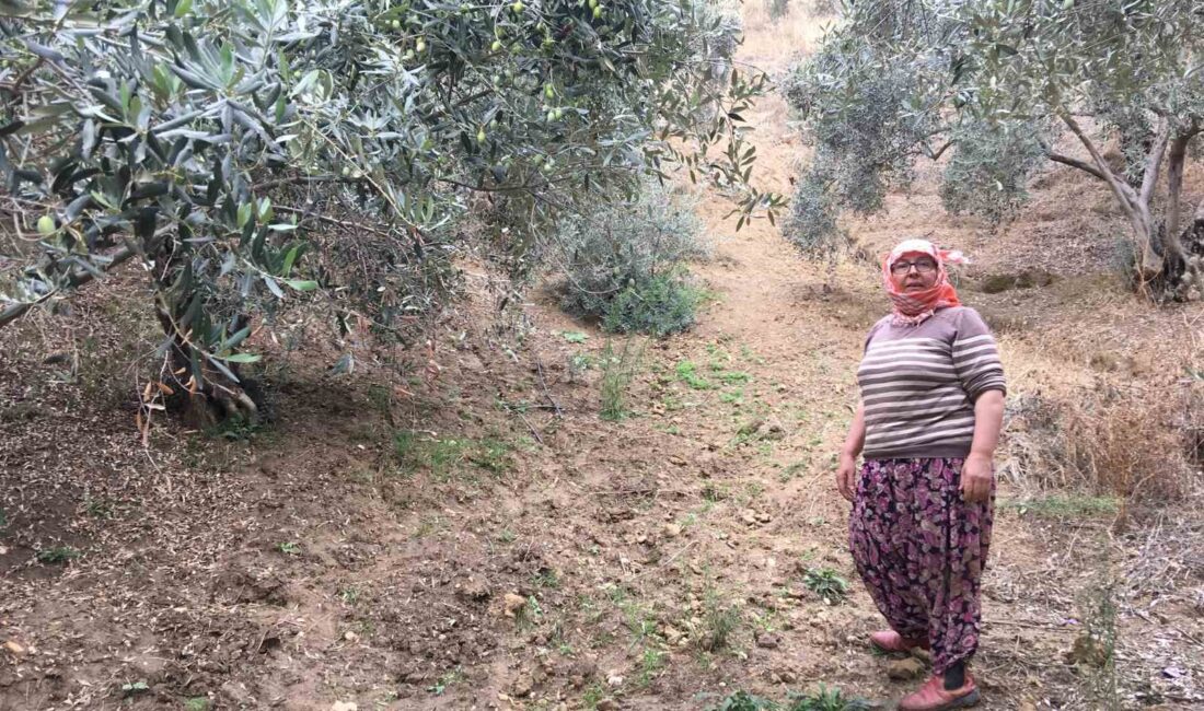 Aydın’ın Germencik ilçesinde zeytin hasadı yapan Esma Doğan, günlük 3
