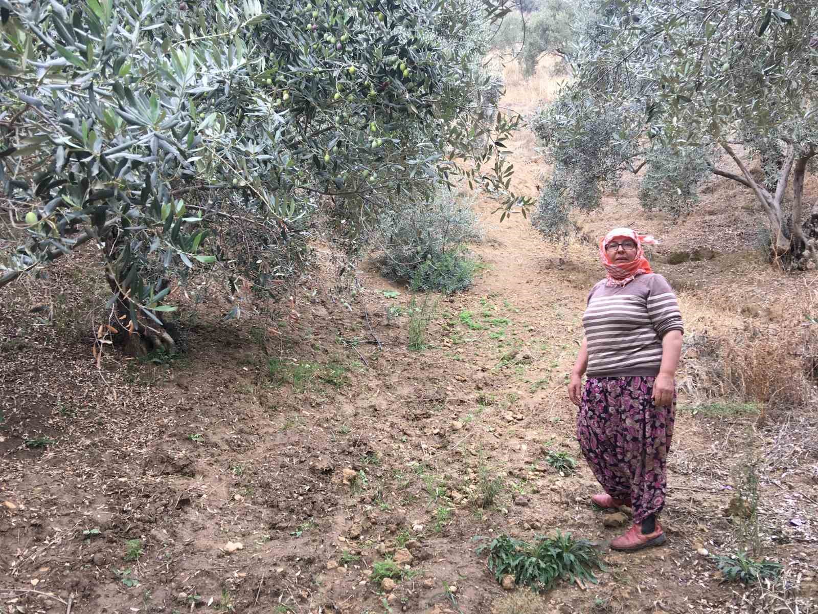 Aydın’ın Germencik ilçesinde zeytin hasadı yapan Esma Doğan, günlük 3