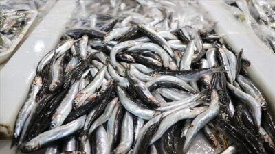 Türkiye'den Ocak-Ekim 2024'te yapılan hamsi ihracatı, geçen yılın aynı dönemine