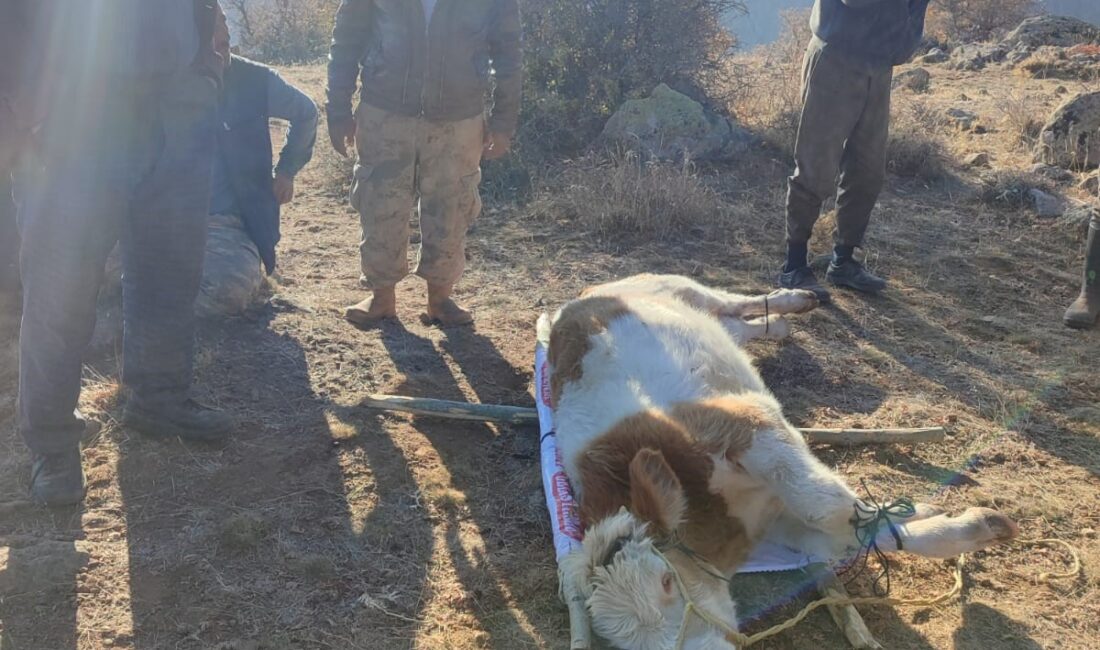 Afyonkarahisar’da ayağı kırıldığı için kayalıklarda mahsur kalan inek köylülerin yaklaşık