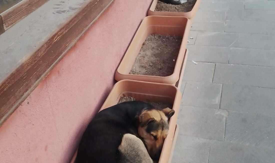 Eskişehir’deki sokak köpekleri, kış mevsiminin yaklaşmasıyla birlikte alışkanlıklarını değiştirerek dikkat