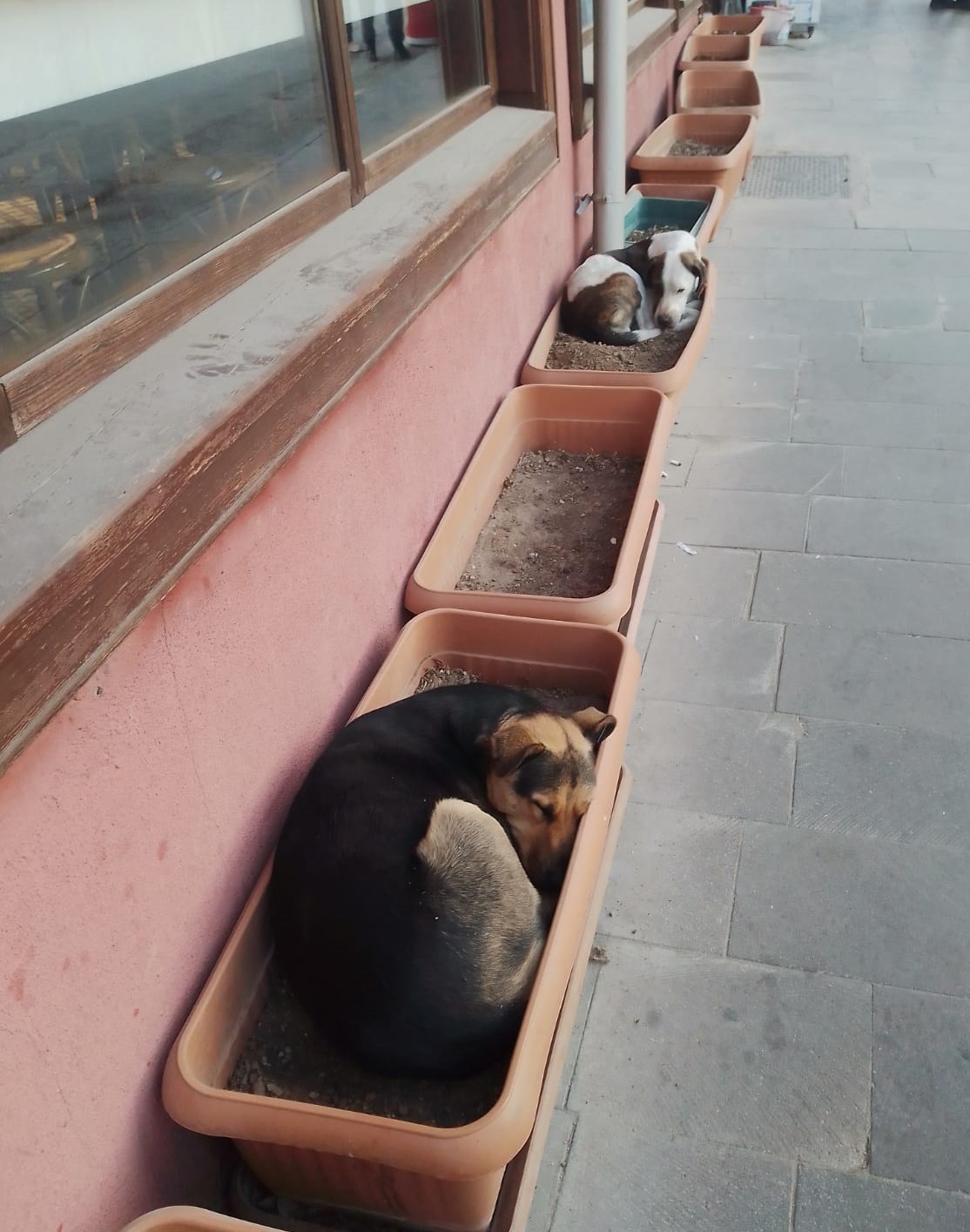 Eskişehir’deki sokak köpekleri, kış mevsiminin yaklaşmasıyla birlikte alışkanlıklarını değiştirerek dikkat