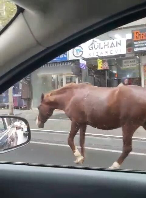 Başıboş atları görenler şaşkınlığa uğradı Tekirdağ’ın Süleymanpaşa ilçesinde başıboş atlar, şehir sokaklarında dolaşmaya devam ederek