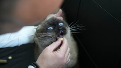 Türkiye’de de birçok kişi tarafından sahiplenilen, Hollanda’da sahiplenmesi yasaklanan doğuştan