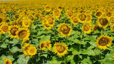 Afyonkarahisar Bitkisel üretim ve tavuk yumurtası üretiminde Türkiye birincisi. Tarım