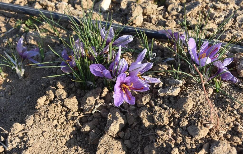   Tıbbi ve aromatik bitkilerin üretimi ve son ürüne dönüştürülmesi