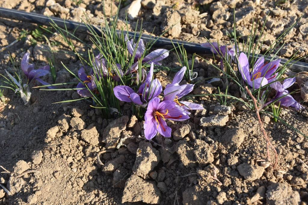   Tıbbi ve aromatik bitkilerin üretimi ve son ürüne dönüştürülmesi
