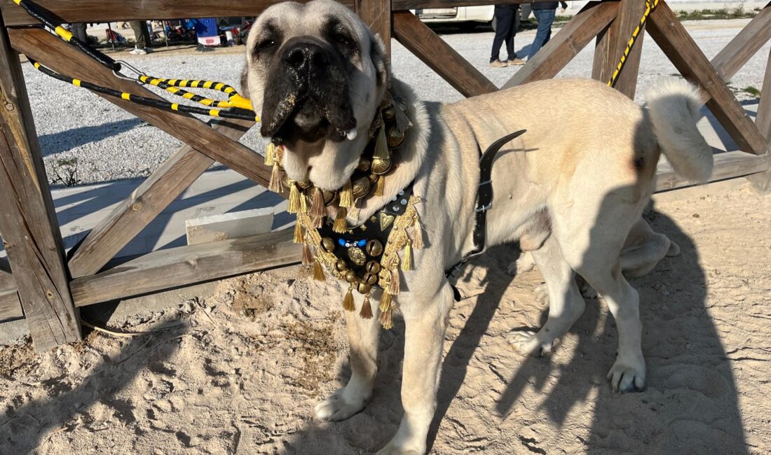 Afyonkarahisar Belediyesi tarafından merkezde ilki düzenlenen Köpek Güzellik Yarışması, Rahvan
