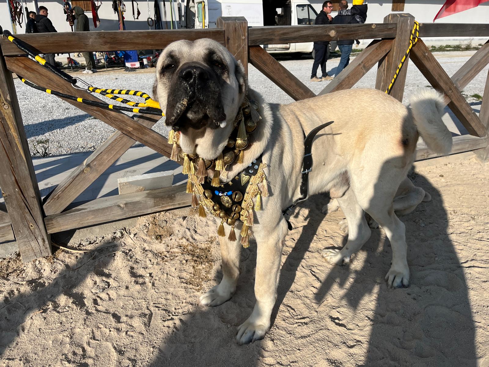 Afyonkarahisar Belediyesi tarafından merkezde ilki düzenlenen Köpek Güzellik Yarışması, Rahvan