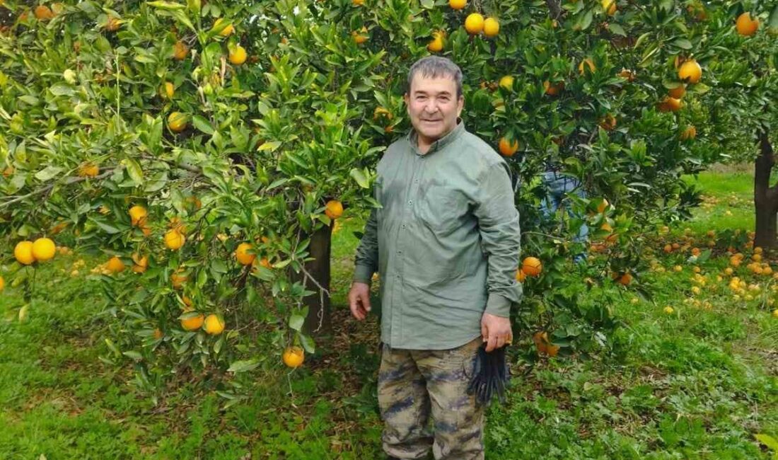 Portakal üreticisi umduğunu bulamadı Aydın’da bu yıl narenciye üreticileri umduğunu bulamazken, Kuyucak ilçesinde portakal