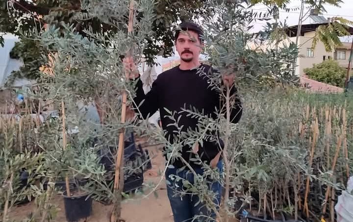 Manisa’nın Sarıgöl ilçesinde son yıllarda yağ veriminin bol olduğu Arbequina