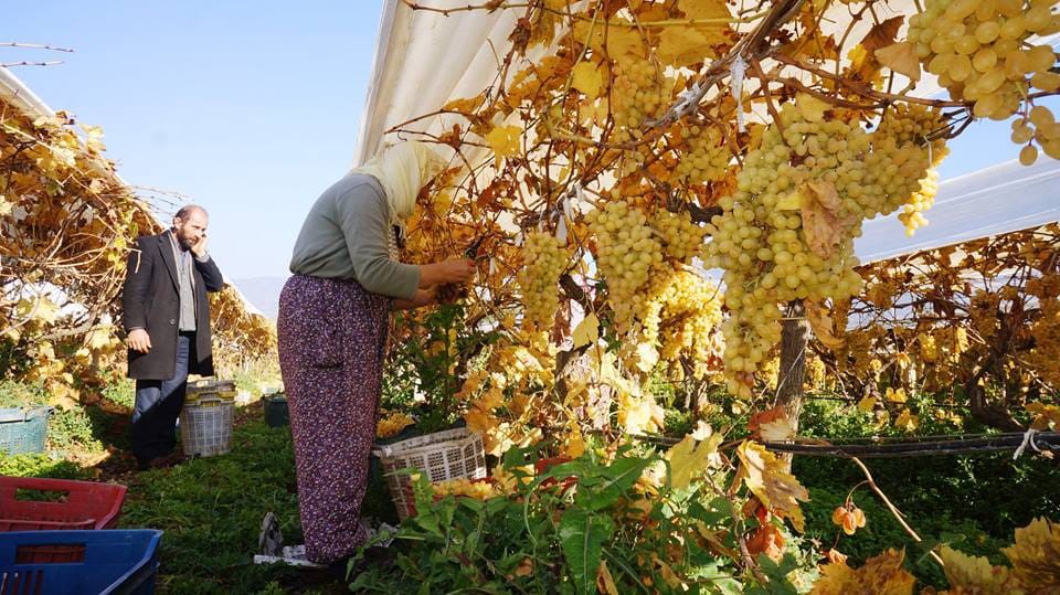 Manisa’nın Sarıgöl ilçesinin dünyaca ünlü Çekirdeksiz Sultaniye üzümleri yağmur, çamur