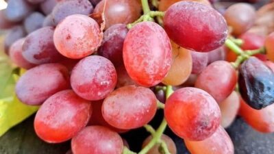 Manisa’nın Sarıgöl ilçesinde üzüm hasadı sonbaharın son gününde de hız