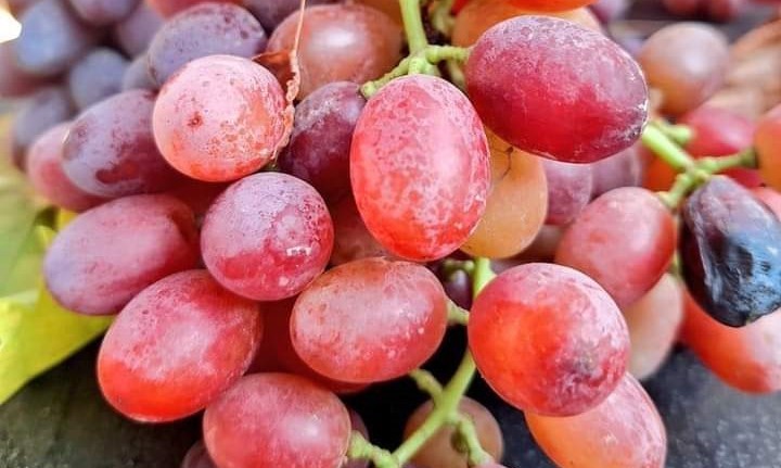 Manisa’nın Sarıgöl ilçesinde üzüm hasadı sonbaharın son gününde de hız