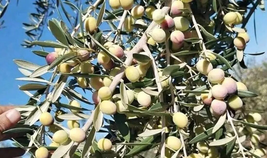 Zeytin üreticisi destek bekliyor Denizli’de Kale Ziraat Odası Başkanı Emin Çakmakçı, maliyetlerinin yüksek olması