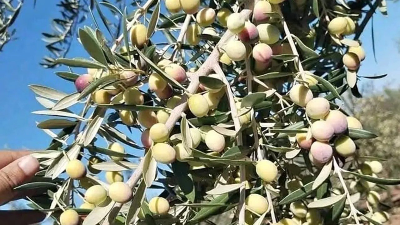Denizli’de Kale Ziraat Odası Başkanı Emin Çakmakçı, maliyetlerinin yüksek olması