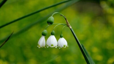 Tarım ve Orman Bakanlığı, 2025 yılı için ihracatı yasak ve