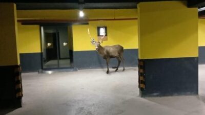 Kocaeli'de yaralı bulunarak tedavisi yapılan ve doğaya salınan geyikler şehre