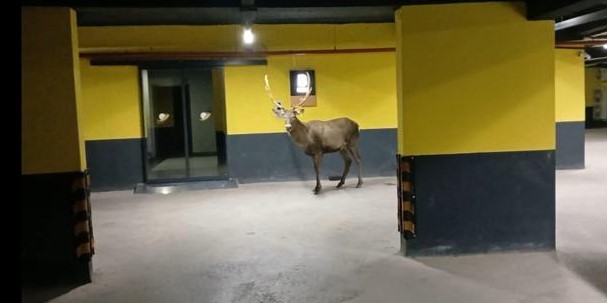 Kocaeli'de yaralı bulunarak tedavisi yapılan ve doğaya salınan geyikler şehre