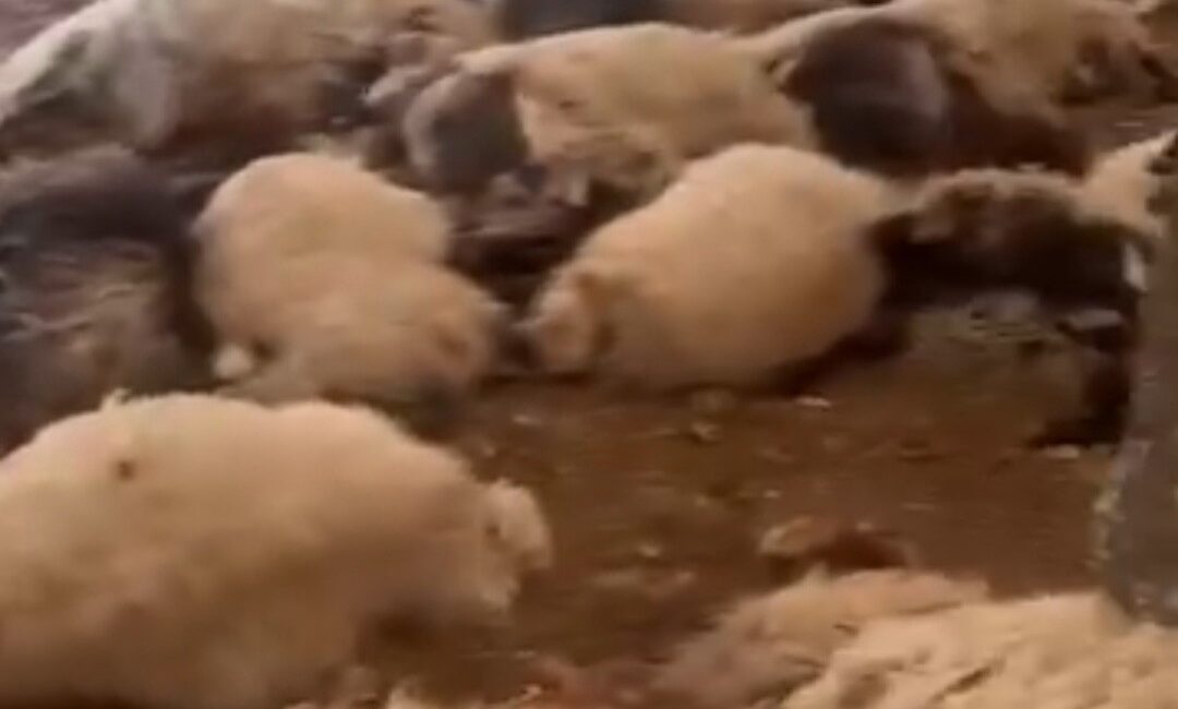 Siirt’in Eruh ilçesinde, Menal Timurtaş’a ait 120 koyun, gece bırakıldığı çadır ahırda