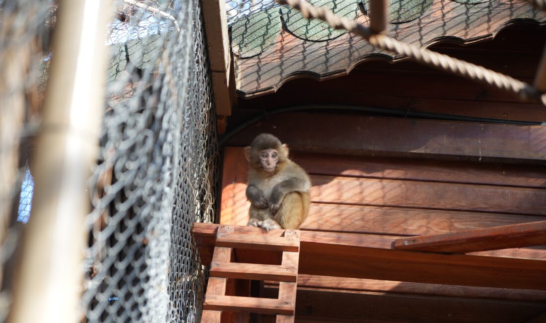  Antalya şehirlerarası otobüs terminalinde Ankara'dan gönderilen bir kolinin içerisinde yakalanan ‘Rhesus'