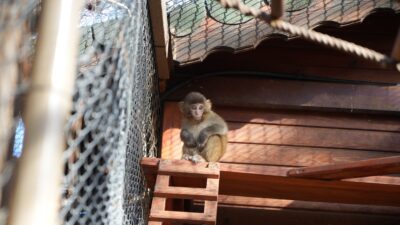  Antalya şehirlerarası otobüs terminalinde Ankara'dan gönderilen bir kolinin içerisinde yakalanan ‘Rhesus'