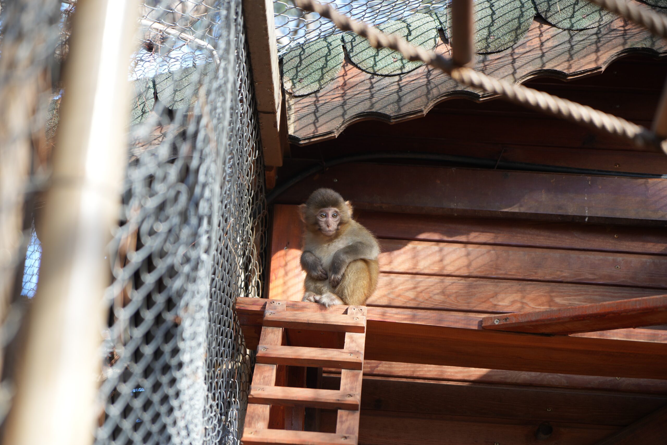  Antalya şehirlerarası otobüs terminalinde Ankara'dan gönderilen bir kolinin içerisinde yakalanan ‘Rhesus'
