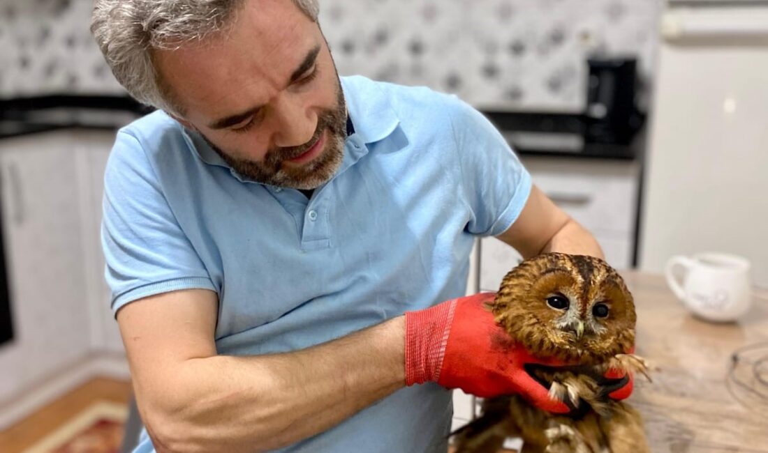 Trabzon’un Vakfıkebir ilçesinde bacaya sıkışan baykuş kurtarılarak doğaya salındı.
