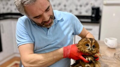 Trabzon’un Vakfıkebir ilçesinde bacaya sıkışan baykuş kurtarılarak doğaya salındı.