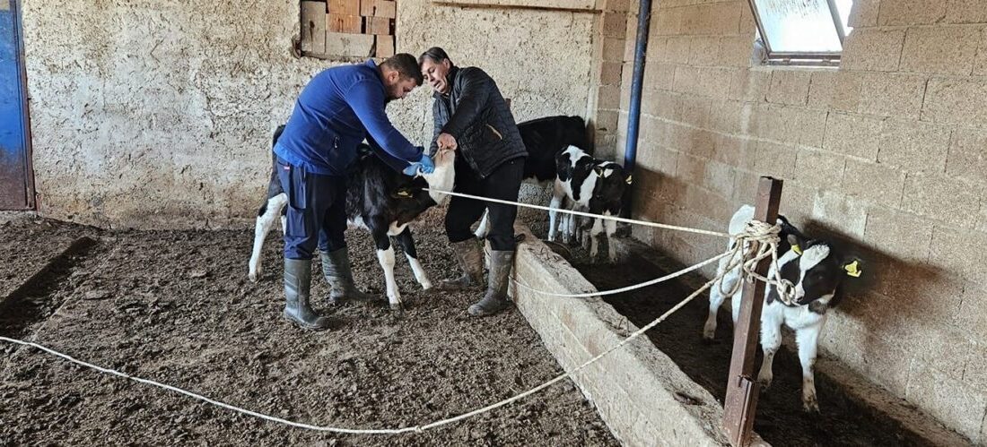 Afyonkarahisar’ın Dazkırı ilçesinde büyük ve küçükbaş hayvanlara çeşitli hastalıklara karşın