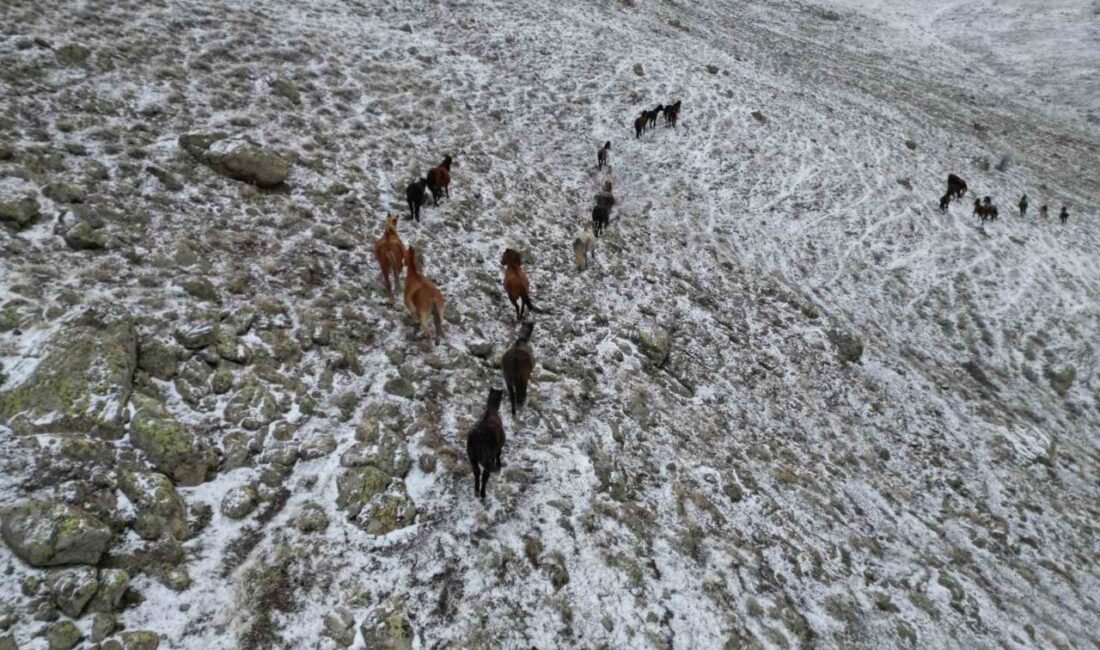 Afyonkarahisar’da ki yaylalarda kar altında yiyecek arayan yılkı atları dron