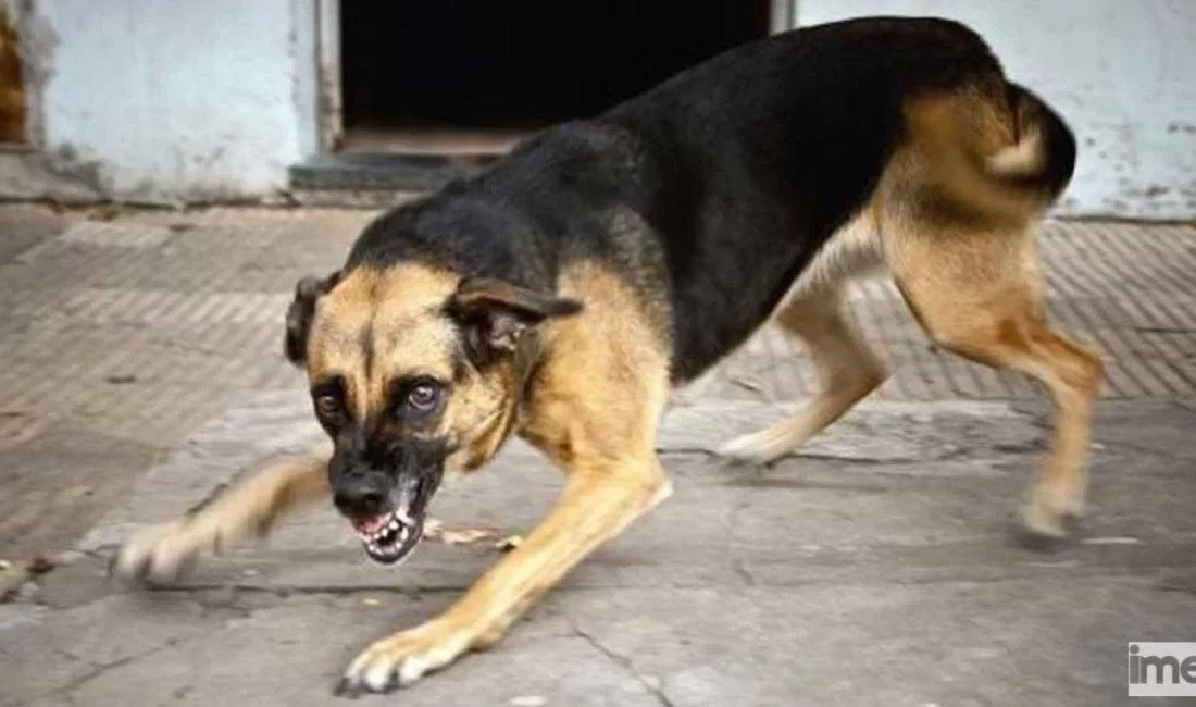 Hatay'ın Kırıkhan ilçesinde iki kişiyi ısıran köpekte kuduza rastlanması üzerine