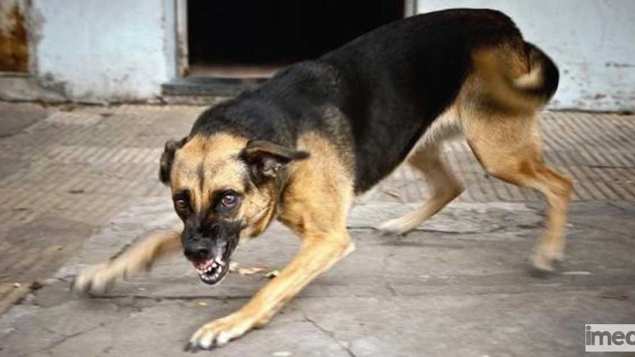 Hatay'ın Kırıkhan ilçesinde iki kişiyi ısıran köpekte kuduza rastlanması üzerine